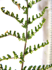 Cheilanthes parviloba