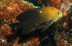 Hemiglyphidodon plagiometopon