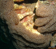 Fimbriaphyllia ancora