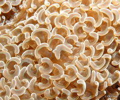 Fimbriaphyllia ancora