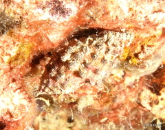 Muricoidea