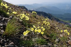 Papaver pseudocanescens