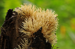 Protohydnum sclerodontium