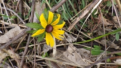Rudbeckia hirta pulcherrima