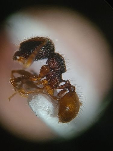 Pheidole longicepsPheidole longiceps