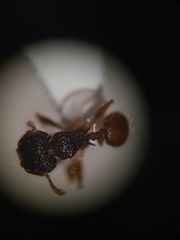 Pheidole longiceps doddi