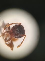 Pheidole longiceps doddi