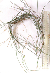 Ehrharta ramosa aphylla