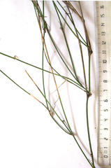 Ehrharta ramosa aphylla