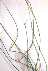 Ehrharta ramosa aphylla