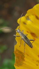 Navomorpha sulcata