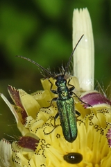 Anogcodes seladonius