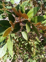 Millettia