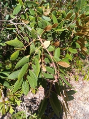 Millettia