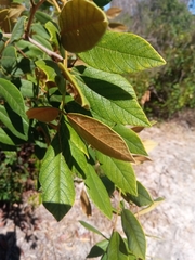Millettia