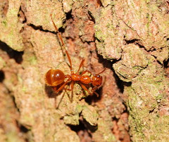 Notoncus spinisquamis