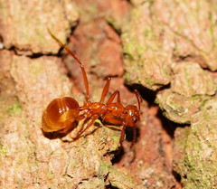 Notoncus spinisquamis