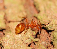 Notoncus spinisquamis