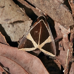 Fodina ostorius