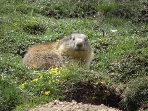 Marmota marmota