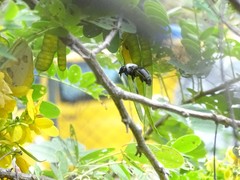 Xylocopa phalothorax