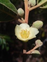 Perrierodendron boinense