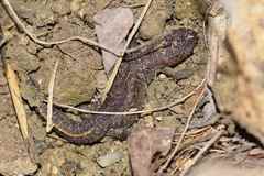 Triturus ivanbureschi