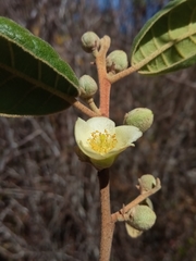 Perrierodendron boinense