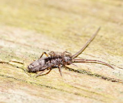 Paronellidae