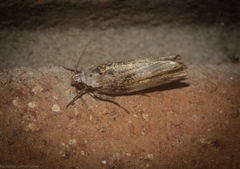 Lichenaula phloeochroa