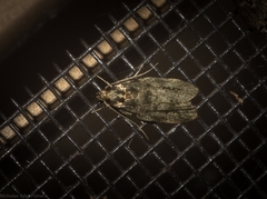 Barea phaulobrya