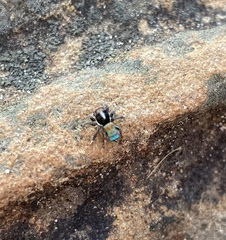 Maratus amabilis