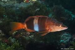 Serranus papilionaceus