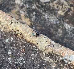 Maratus amabilis