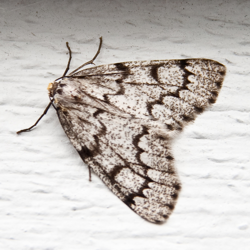 False Hemlock Looper Moth
