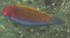 Cirrhilabrus chaliasi