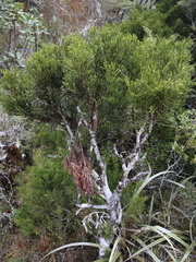 Halocarpus