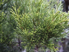 Halocarpus