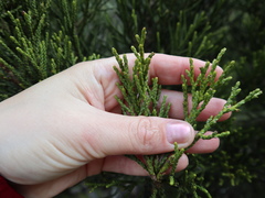 Halocarpus