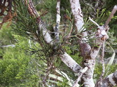 Halocarpus