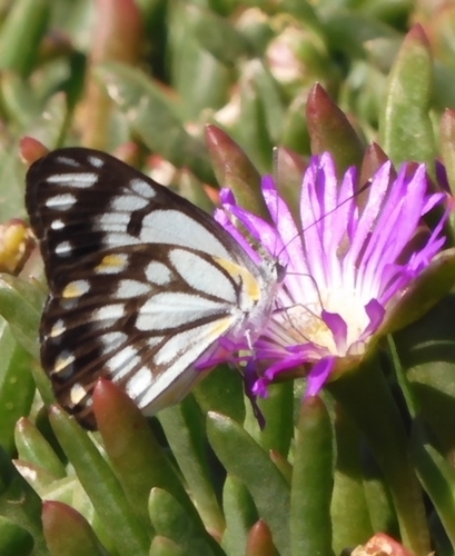 Photo of Caper White (Belenois java)