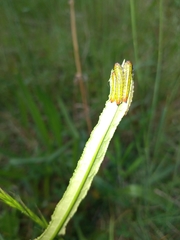 Lophyrotoma analis
