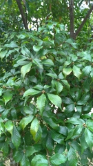 Lithocarpus konishii