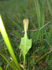 Lophyrotoma analis