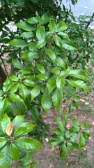 Lithocarpus konishii