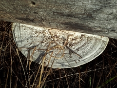 Trametes warnieri