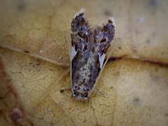 Habrophila compseuta