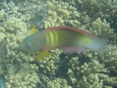 Darkstriped Dottyback photo 4