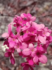 Carphalea
