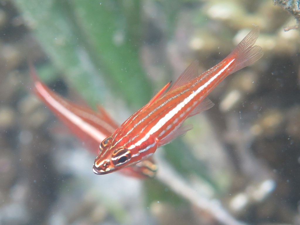 Pearly Cardinalfish